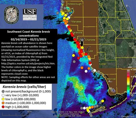 It can grow far offshore in the Gulf and pile up near the coast in the fall and winter as wind. . Current red tide map 2023
